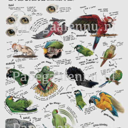 Papegaaiengedrag poster A1