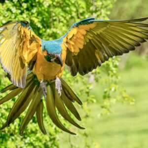 Freeflight cursus
