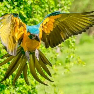 Online Freeflight cursus met begeleiding